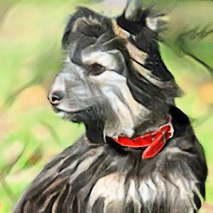 hungarian pumi small dog Breed image photo graphic visual watercolor portrait doggylittle.com