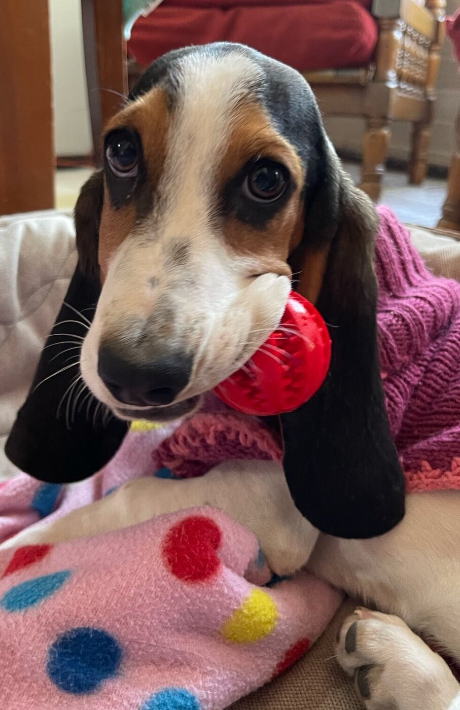 free little dog treat toy interactive chewing teeth cleaning ball beagle doggylittle.com