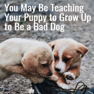 how to train puppy grown up bad dog eat shoes teach stop 400