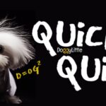 DoggyLittle Quick Quiz Small Breed Dog Facts Contest Info 1