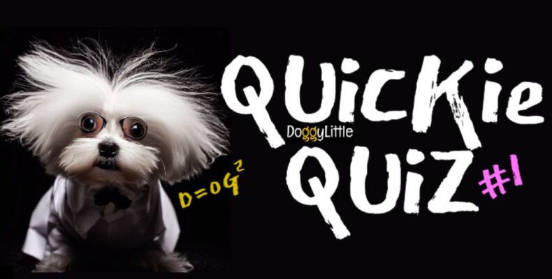 DoggyLittle Quick Quiz Small Breed Dog Facts Contest Info 1