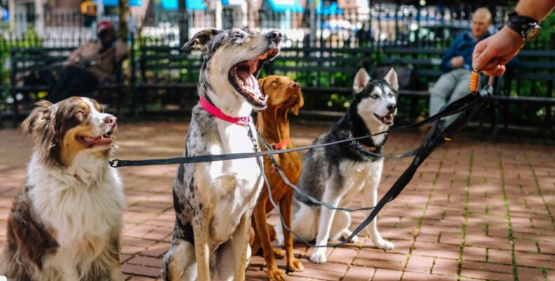 How to Stop Dog Barking Training Fast Easy Guaranteed DoggyLittle DoggyBig